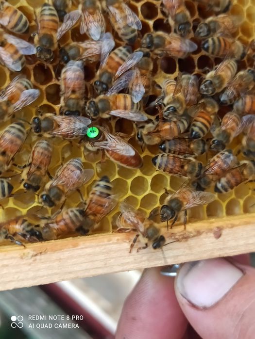 Золотий бакфаст матки штучного запліднення 2025