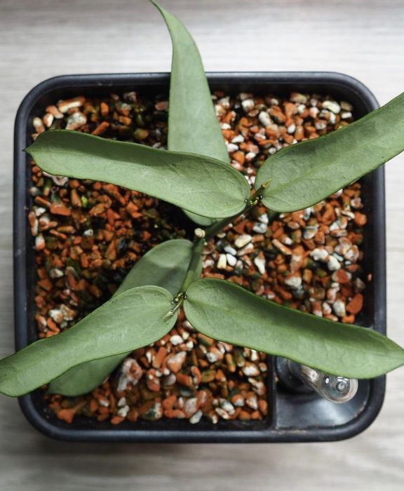 Hoya Pandurata Silver