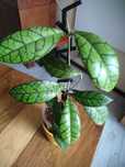 Hoya calistophylla