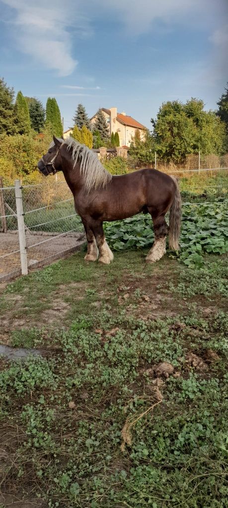 Sprzedam/ zamienię ogiera zimnokrwistego