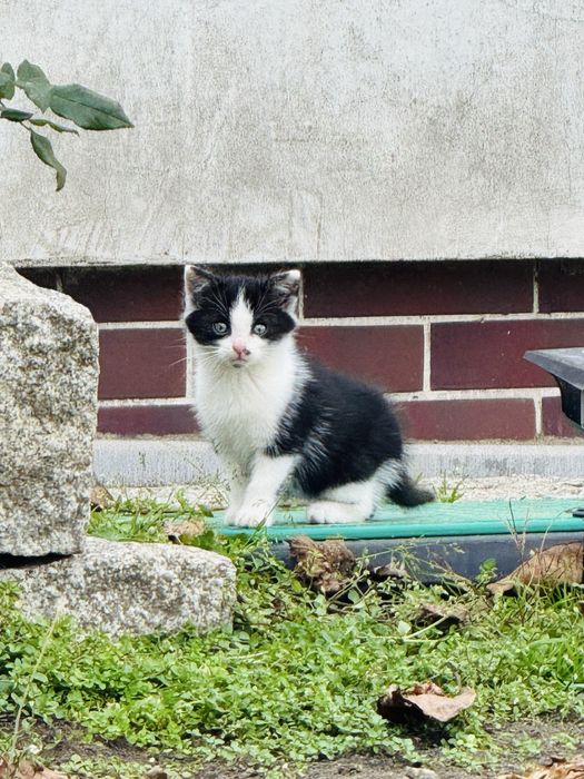 Kociaki szukaja domu