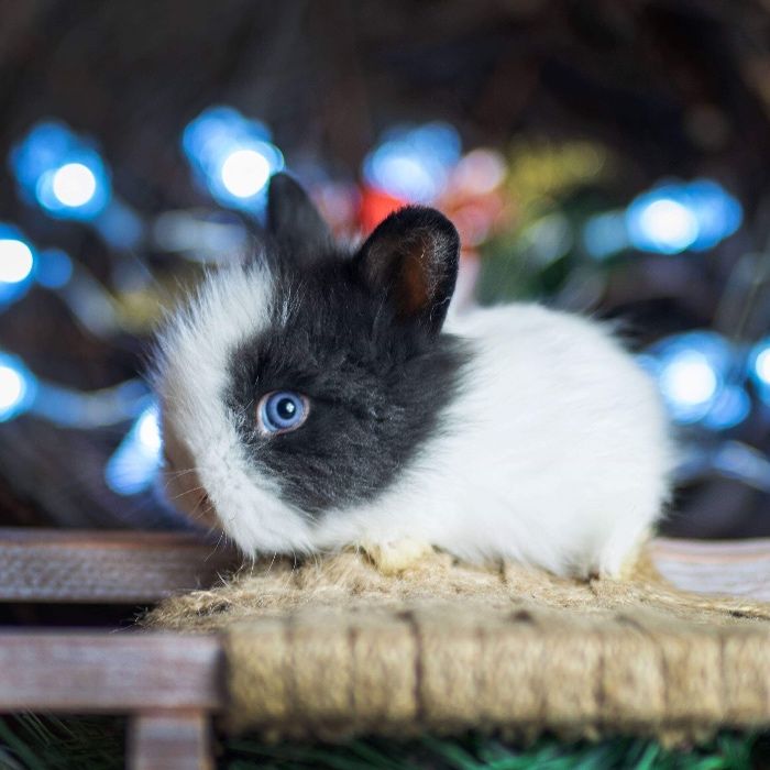 Karzełki teddy królik miniaturka do odbioru Możliwy Dowóz