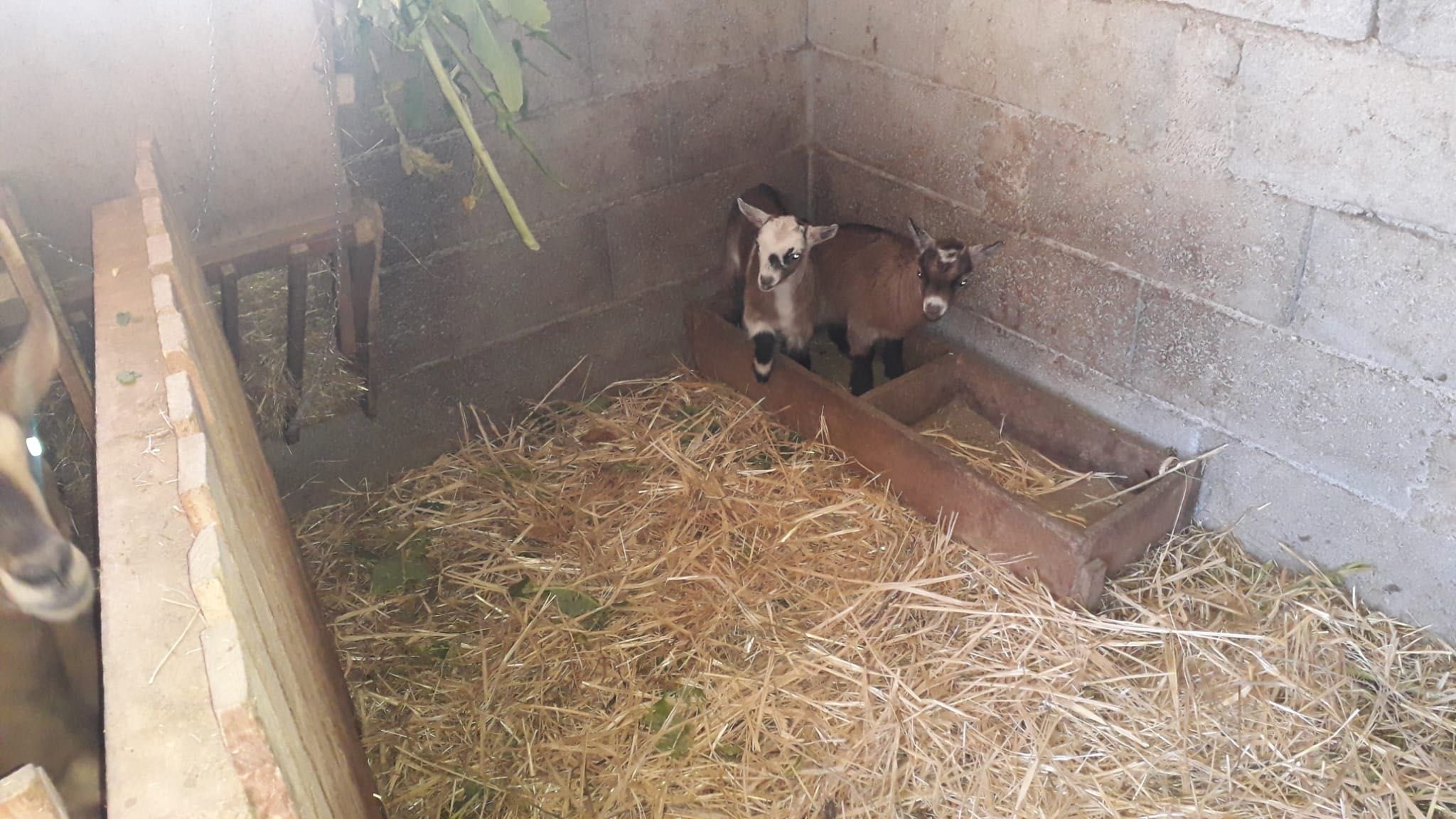 Cabras anãs para venda