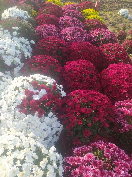 Chryzantemy drobnokwiatowe