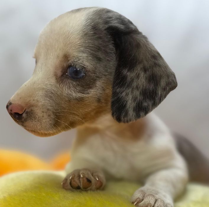 Jamnik miniaturowy piebald merle cudna sunia