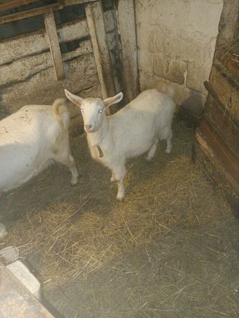 Продам молодую козу 10месяцев