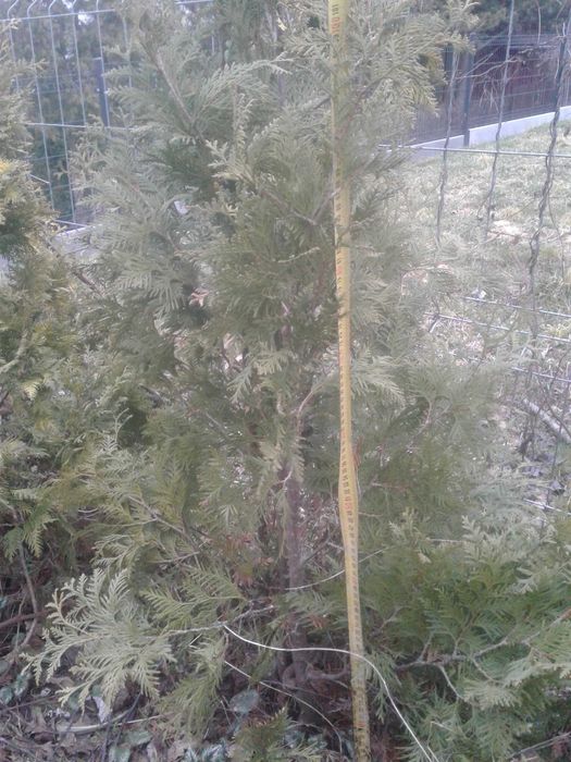 tuja szmaragd żywotnik golden  140 cm