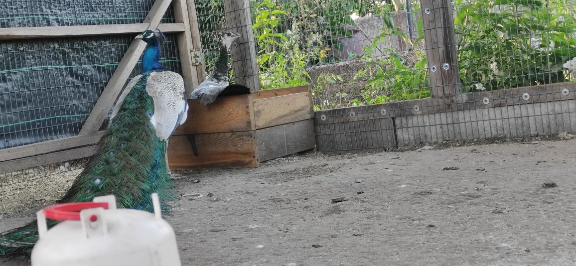 Pawie białookie dorosła para 2021 r