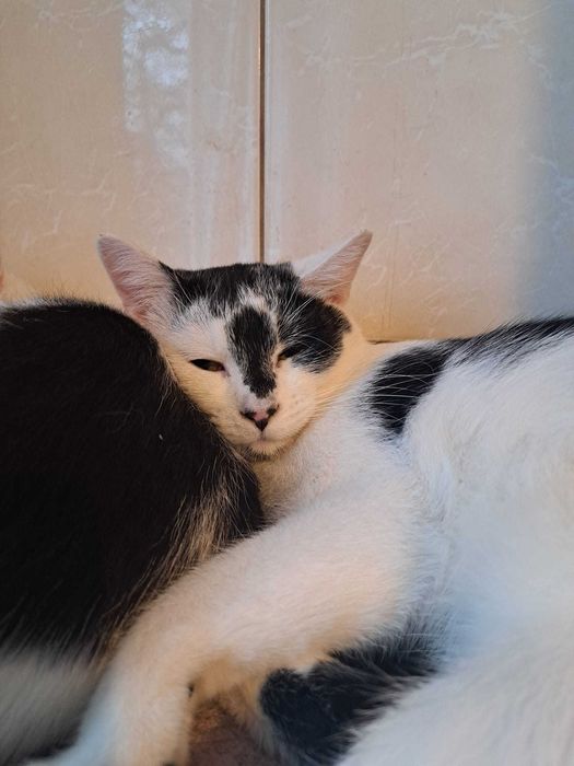 Kociaki  szukają domów -grzecznościowo -aktualne-transport