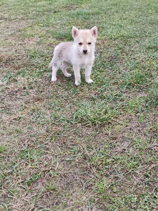 Віддам песиків у добрі руки!!!