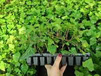 Hedera Cotoneaster multiplaty 144