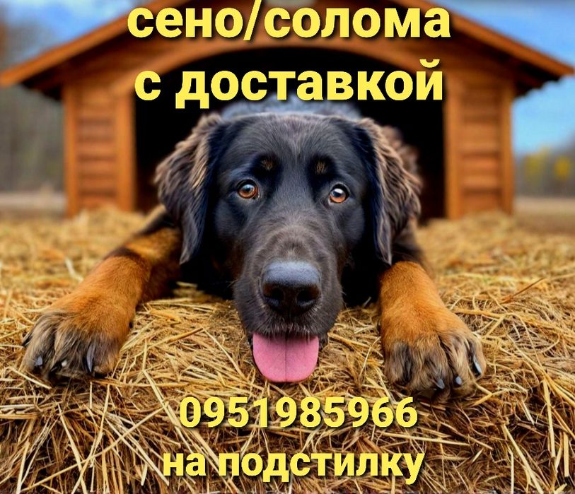 СІНО СОБАКАМ З ДОСТАВКОЮ від 1 штуки в тюках мішках, сено лісове.