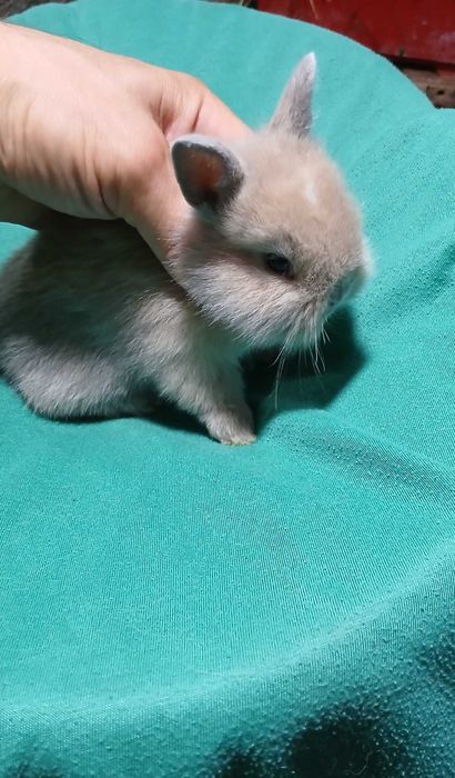 Декоративний кролик, карликовий кролик.