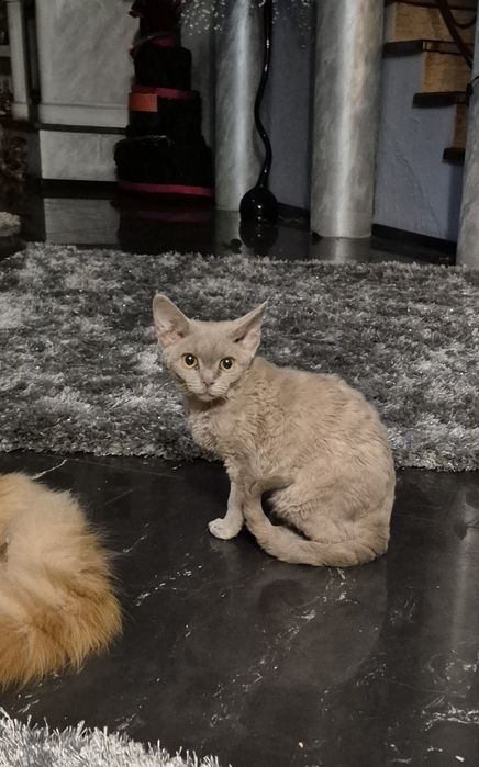 Devon Rex koteczka