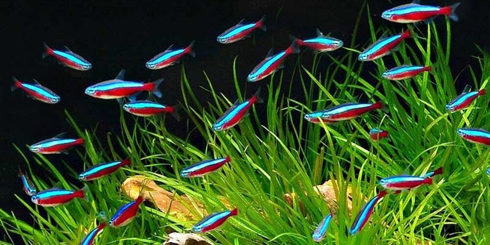Неон червоний рибка акваріумна