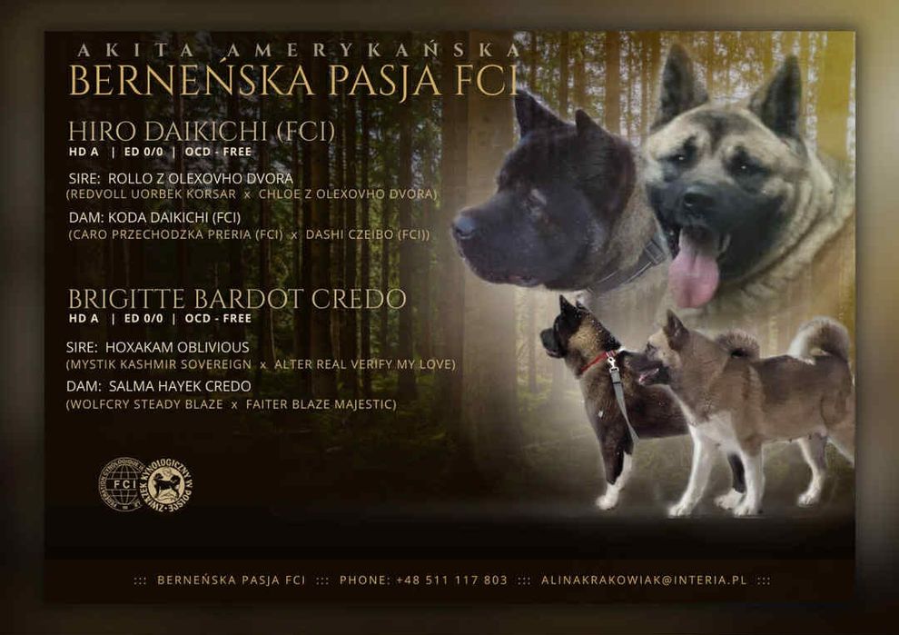 Akita Amerykanska FCI piesek zkwp