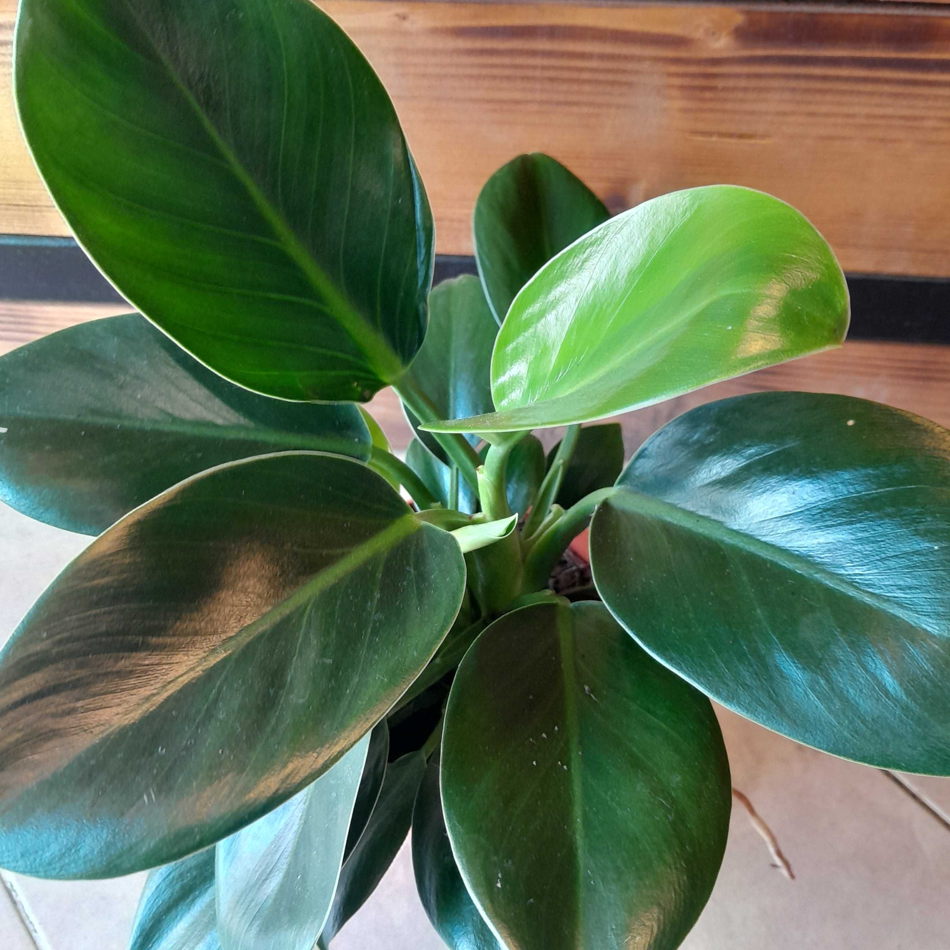 Philodendron martianum 30cm