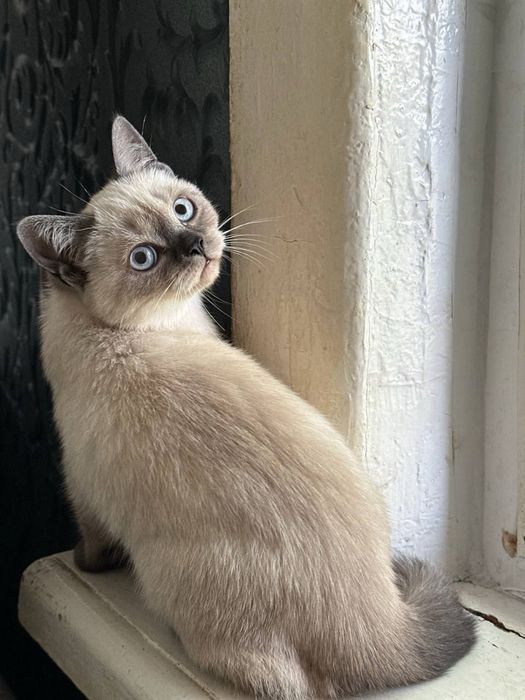 Продам британскую кошку