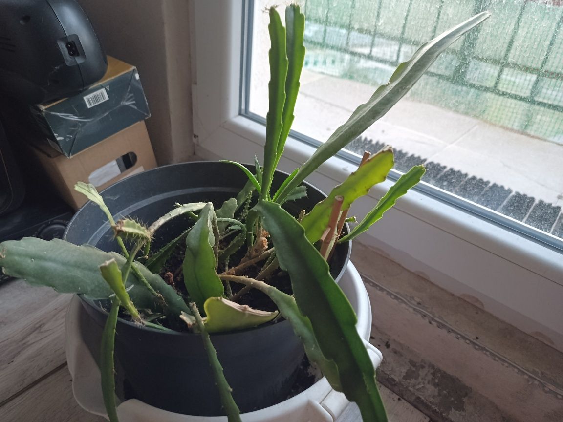 Disocactus kaktus roślina doniczkowa domowa piękne kwiaty mało kolców