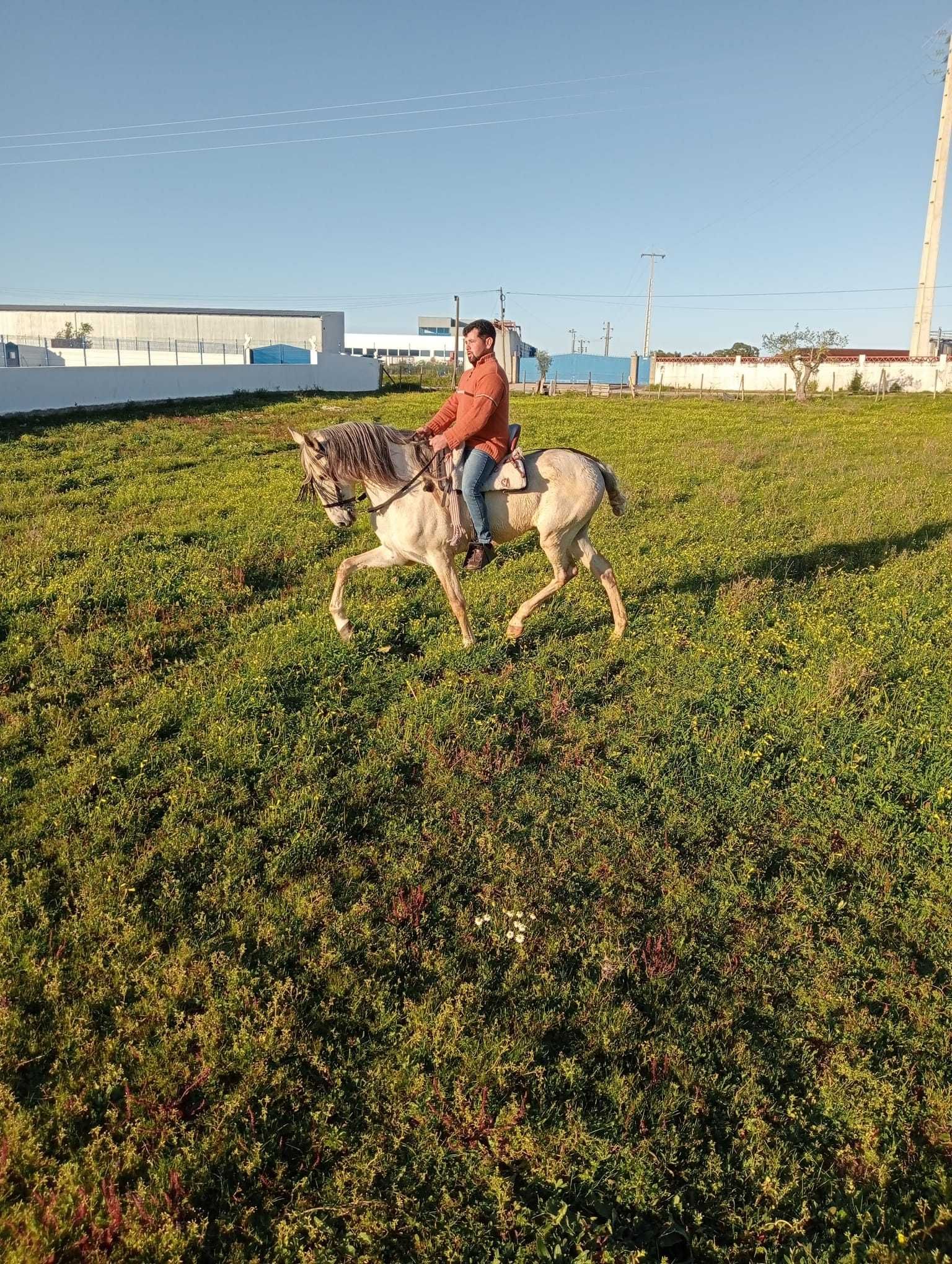 Vendo ou troco cavalo capado