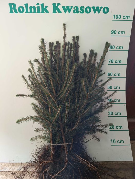 Świerk pospolity 2/1 25 cm - 55 cm