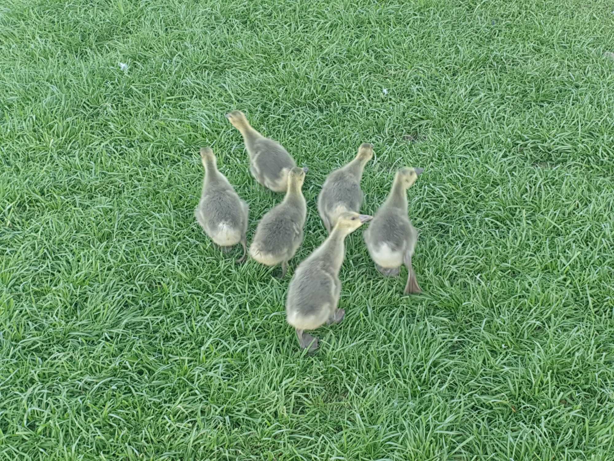 gansos perus Patos