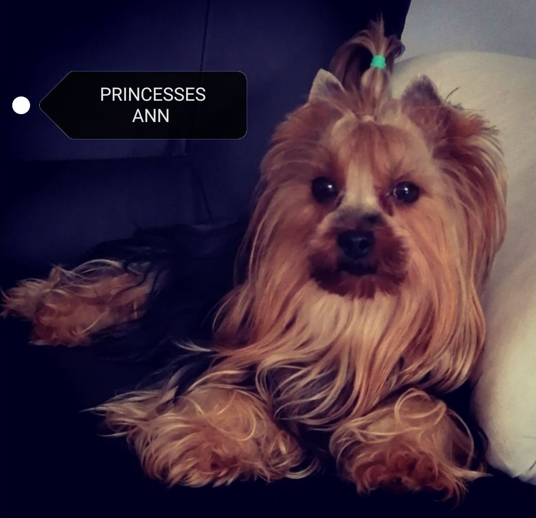 Yorkshire Terrier Morkie