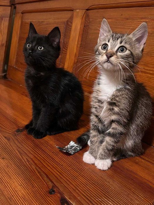 Koty do oddania. Modliborzyce