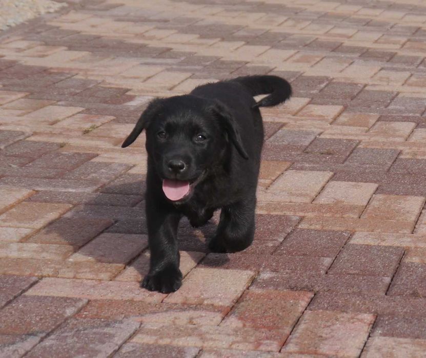 Labrador retriever - czarny chłopiec z rodowodem ZKwP / FCI