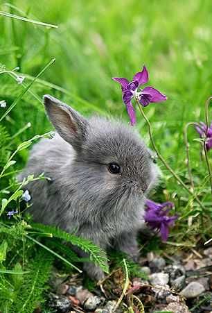 Coelhos anões mini lindíssimos +Gaiolas nova+alimentação adequada