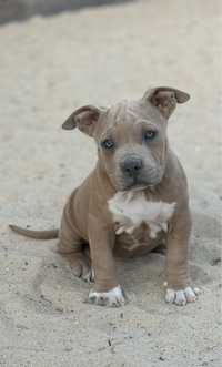 American bully suka