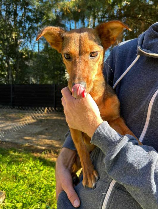 Mała i młoda suczka Willa do adopcji