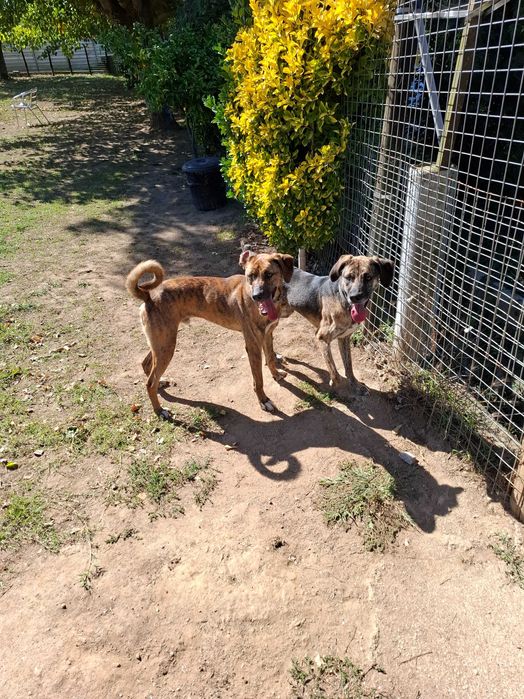 Cães  machos para adoção.Zona Matosinhos/Porto