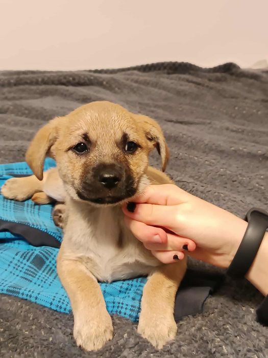 Oddam za darmo szczeniaki