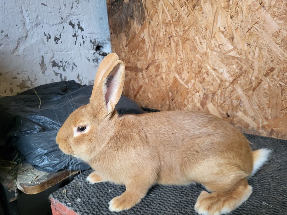 Samczyk burgundzki BU rodowód 94,5pkt