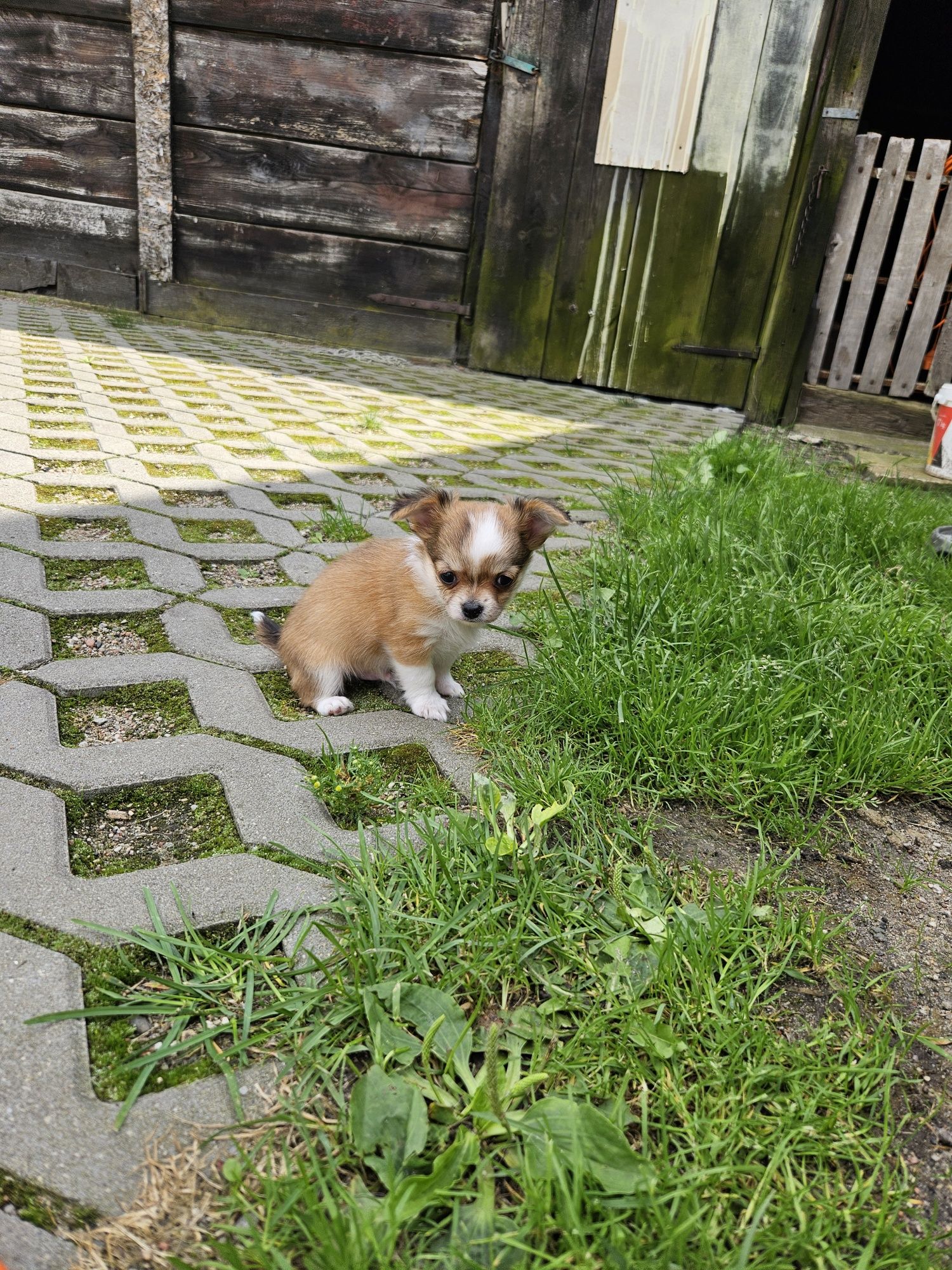 Chihuahua długowłosy