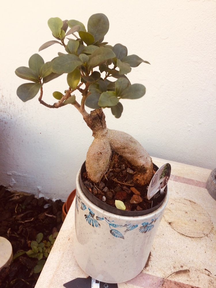 Bonsai ficus ginseng