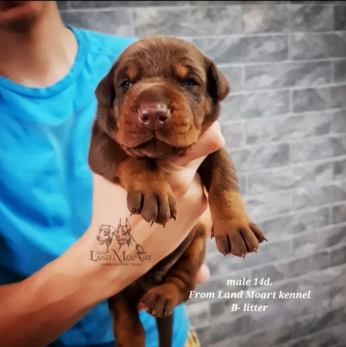 Щеня добермана . ТОП - приплід. Розплідник .