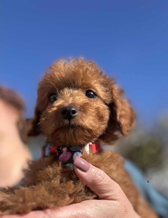 ROCCO  Maltipoo f1b mama Maltipoo tata Pudel toy o wyglądzie pudla TOY