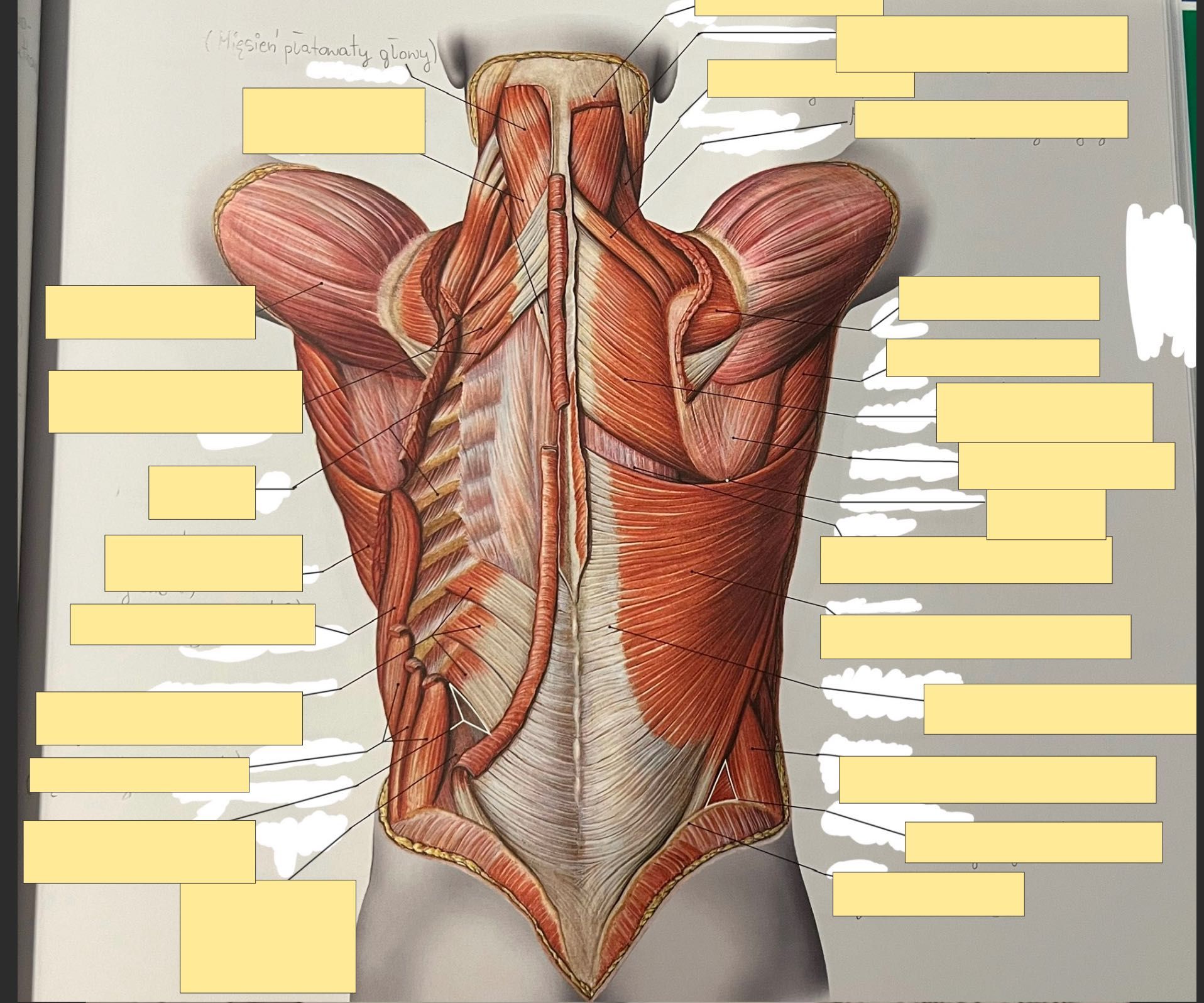 Fiszki ANATOMIA Grzbiet - schematy, pytania teoretyczne itd