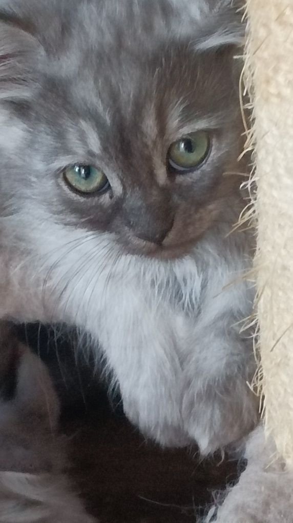 Котик 3 мес сибиряк