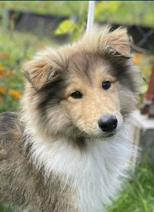 Gotowy do odbioru-Szczeniak Owczarek Szkocki Długowłosy Collie FCI