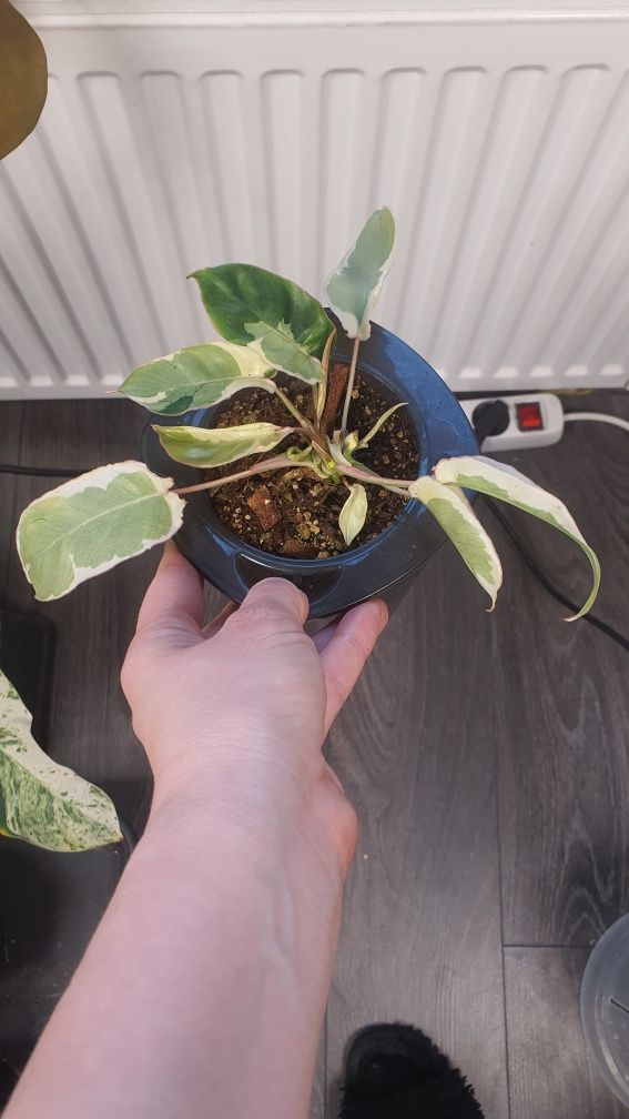 Philodendron burle marx lava variegata