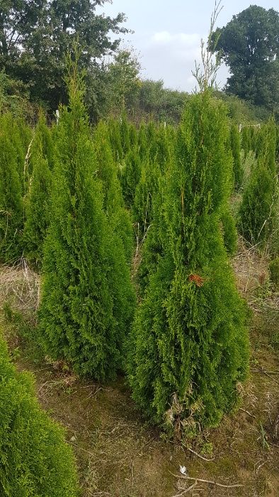 Thuja Szmaragd 160 cm,chusta Jutowa, kopana,donica różne rozmiary