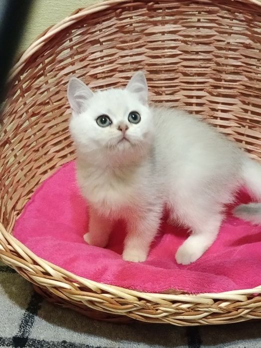 Чистокровний срібний хлопчик