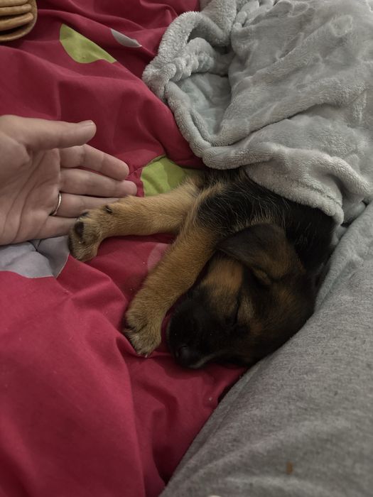 Cadelinha para adoção responsável