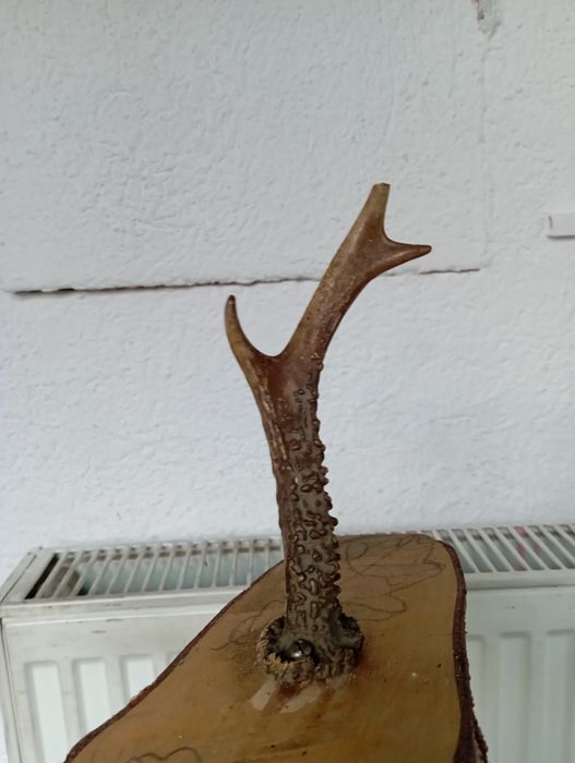 Poroże kozła sarny na drewnianej desce hand made vintage