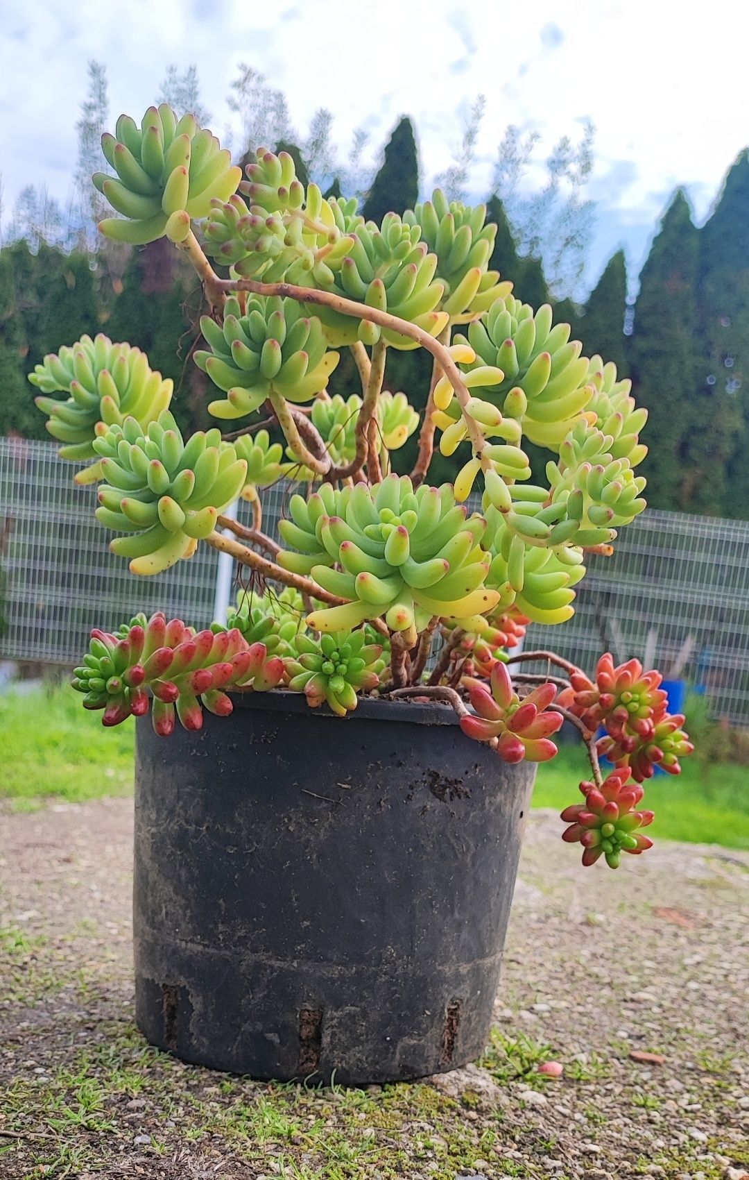 Planta suculenta