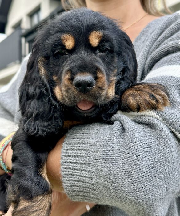 Cocker spaniel angielski