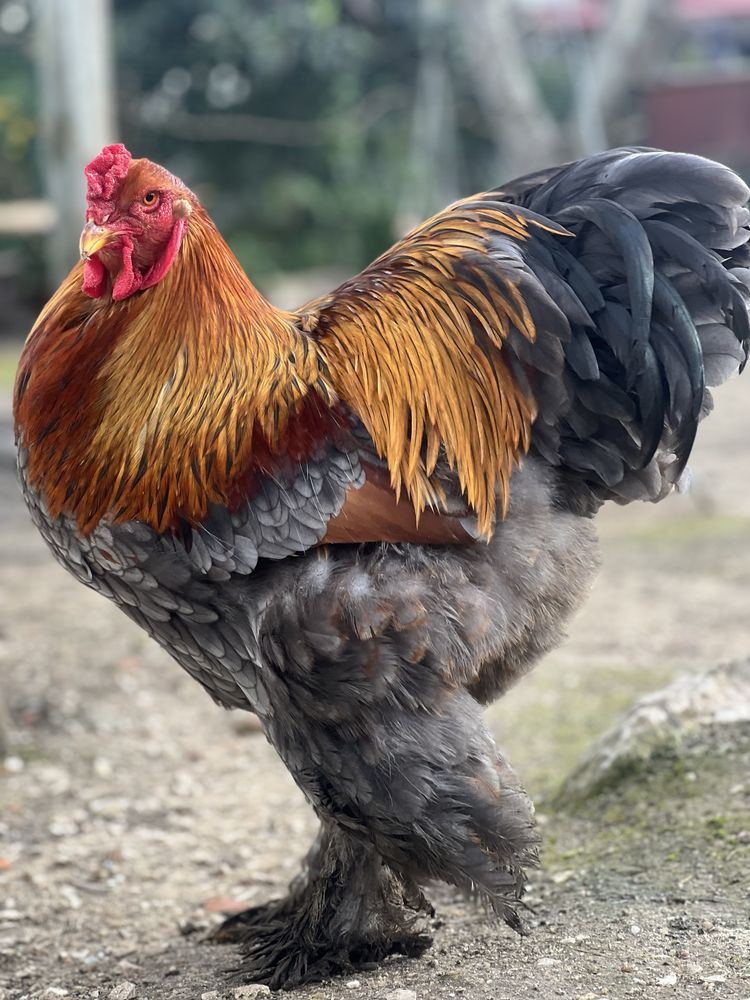 Ovos brahma perdiz